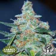 Garden of Green Seeds Cheese AUTO